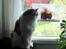 Maine Coon Milkiway - sommer 2012