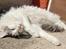 Maine Coon Milkiway - August 2012
1 år og 10 måneder gammel