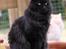 Maine Coon Maggie *Flyttet* - Sommer 2012.