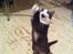 Huskat Mischa