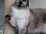 Ragdoll DK Big Bang Rainbow Ippa