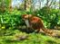 Exotic Ingolf