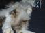 Maine Coon DK Vingsteds DÁngelo
