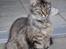 Maine Coon | Luna [R.I.P] - Sidste billede af smukke Luna. 