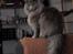 Blanding af racer Norsk skov kat Balou