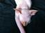 Sphynx Aslan