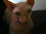 Sphynx Aslan