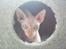 Sphynx Aslan
