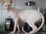 Sphynx Aslan - På køkkenbordet, hvem mig???
