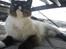 Hellig Birma Mizz-mizz R.I.P