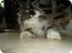 Maine Coon Duchess