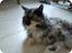 Maine Coon Duchess