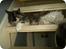 Maine Coon Duchess