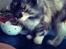 Maine Coon Duchess