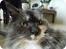 Maine Coon Duchess