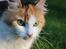 Norsk Skovkat Tulle verdens smukkeste stjerne - you have beautiful eyes