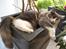 Maine Coon Spinner