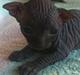 Sphynx Siff