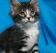 Maine Coon Dk. Boromir Secret Lover