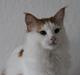 Norsk Skovkat DK Rebi Cats Xavi