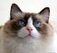 Ragdoll DK Rags of Silk Assam Alix