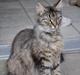 Maine Coon | Luna [R.I.P]