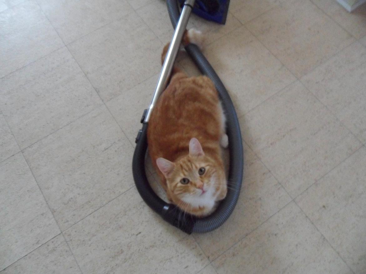 Blanding af racer Lucifer billede 20