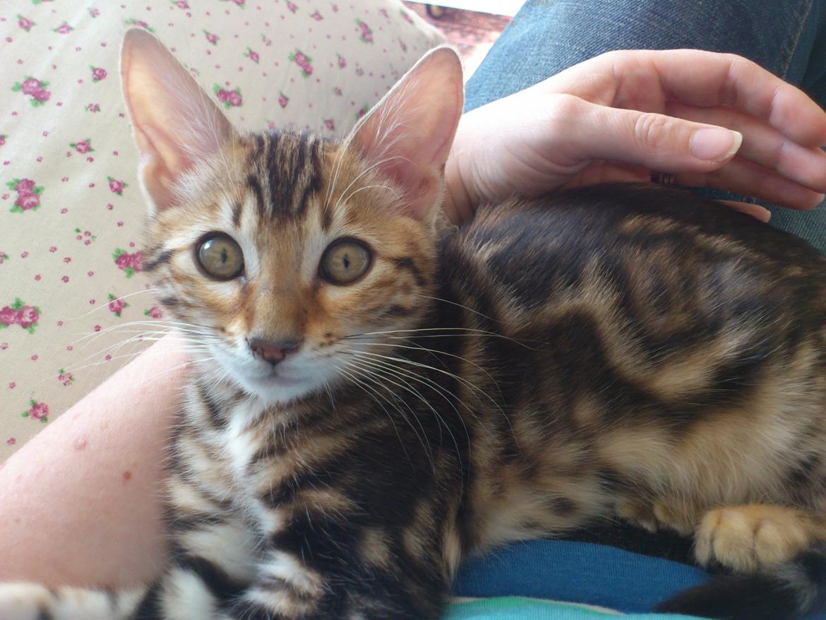 Bengal Luca billede 1