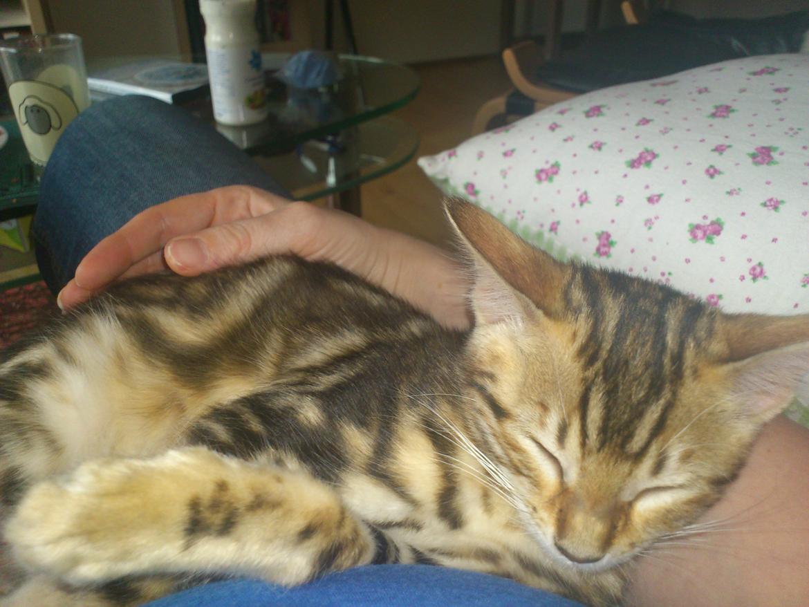 Bengal Luca billede 2