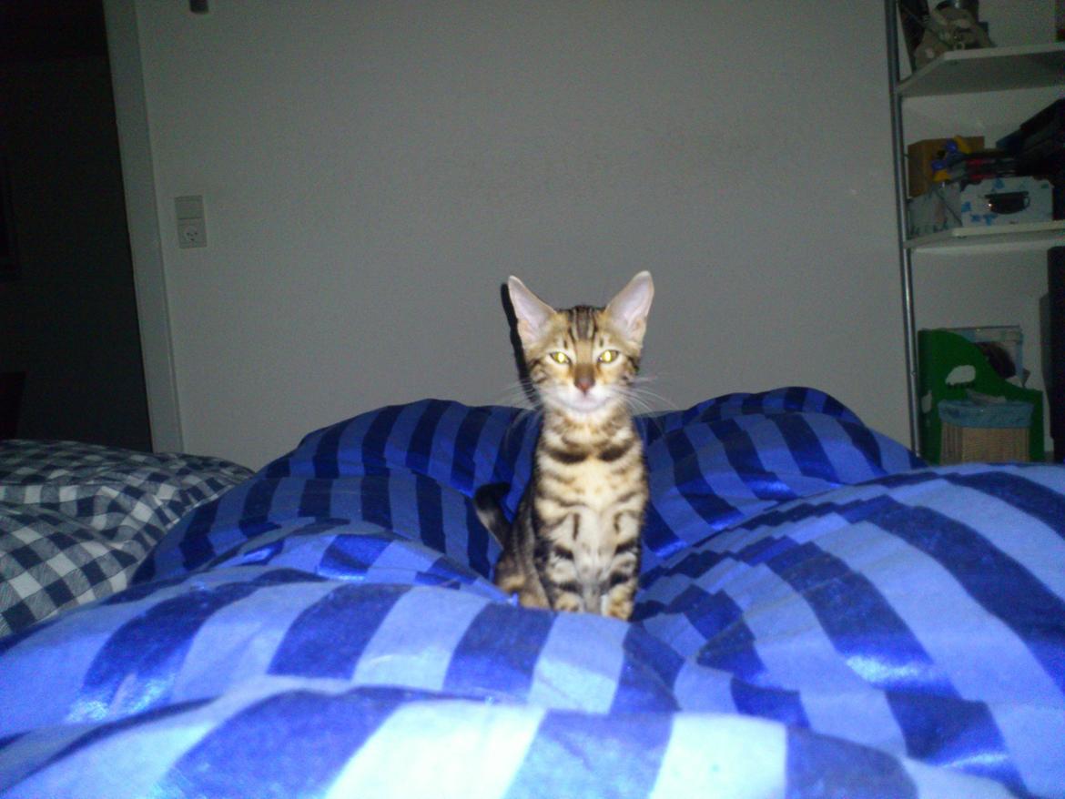 Bengal Luca billede 3