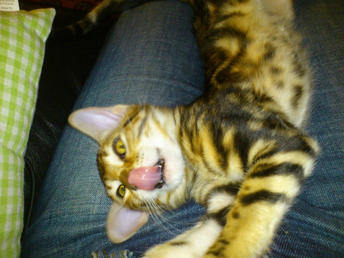 Bengal Luca billede 4