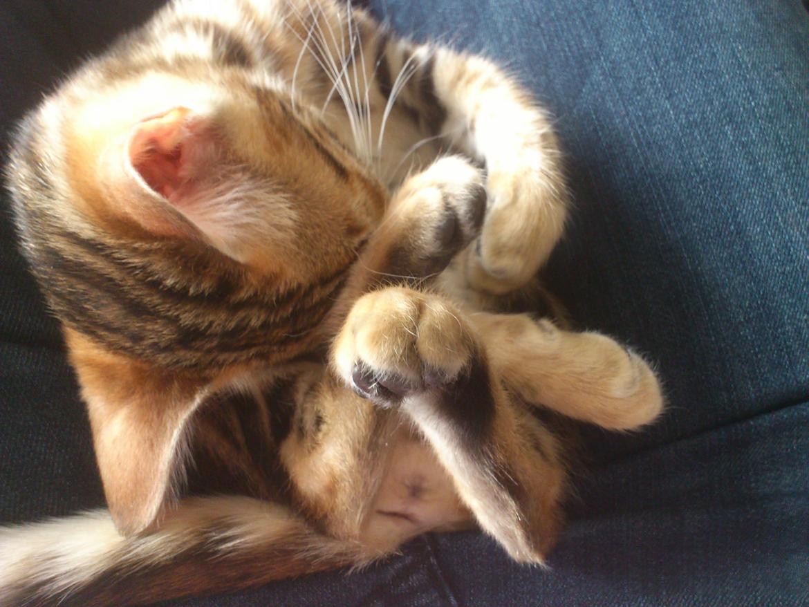 Bengal Luca billede 5