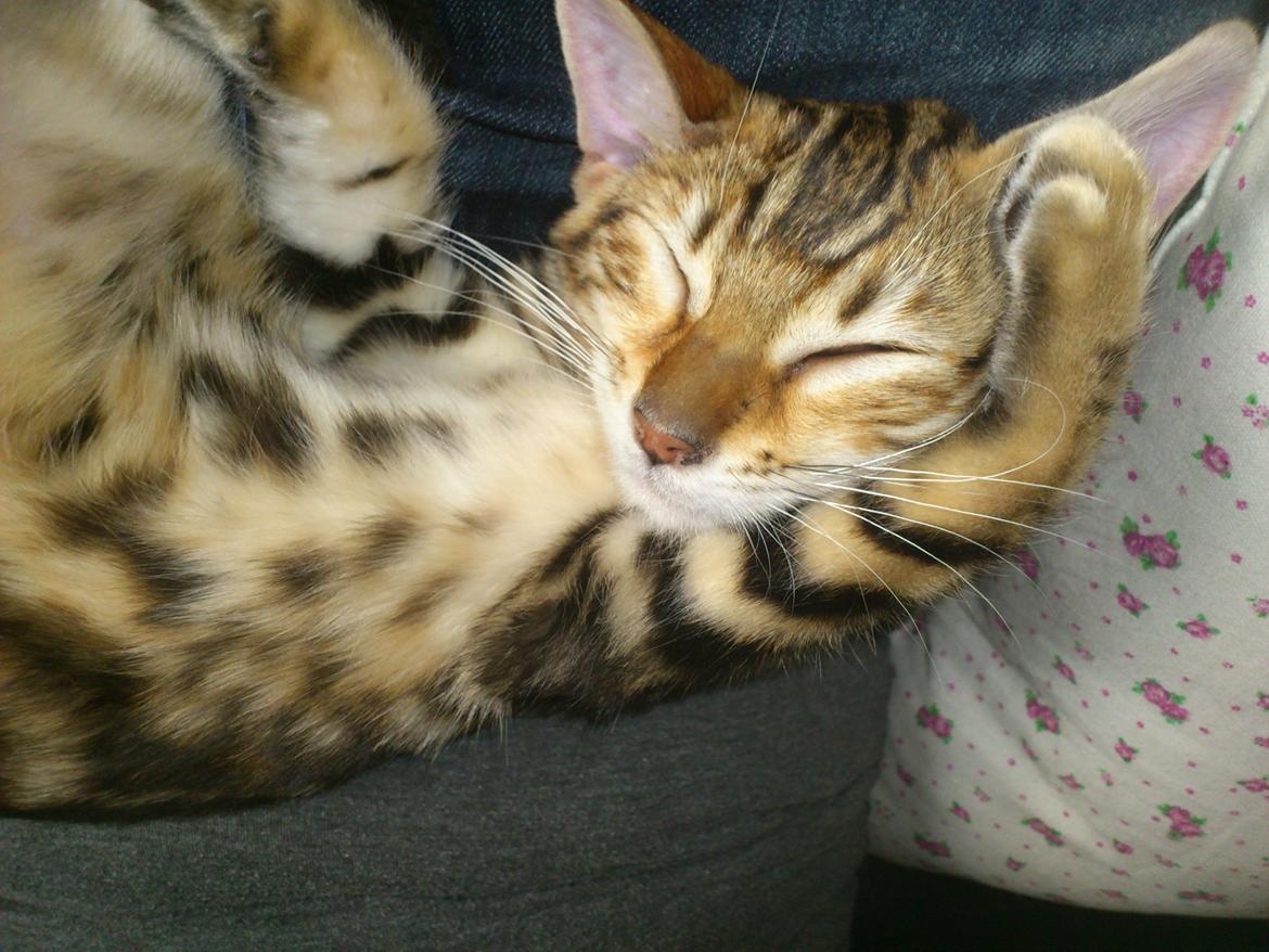 Bengal Luca billede 6