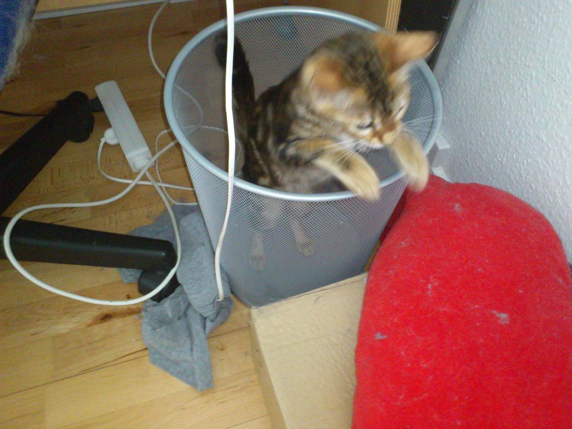 Bengal Luca billede 7