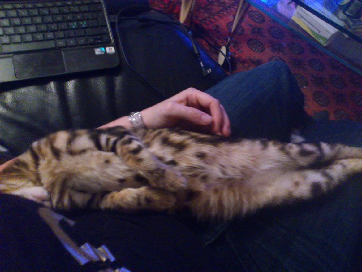 Bengal Luca billede 8