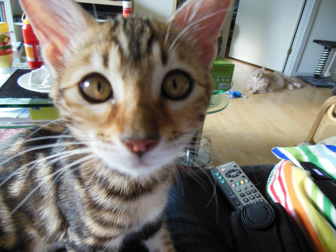 Bengal Luca billede 9