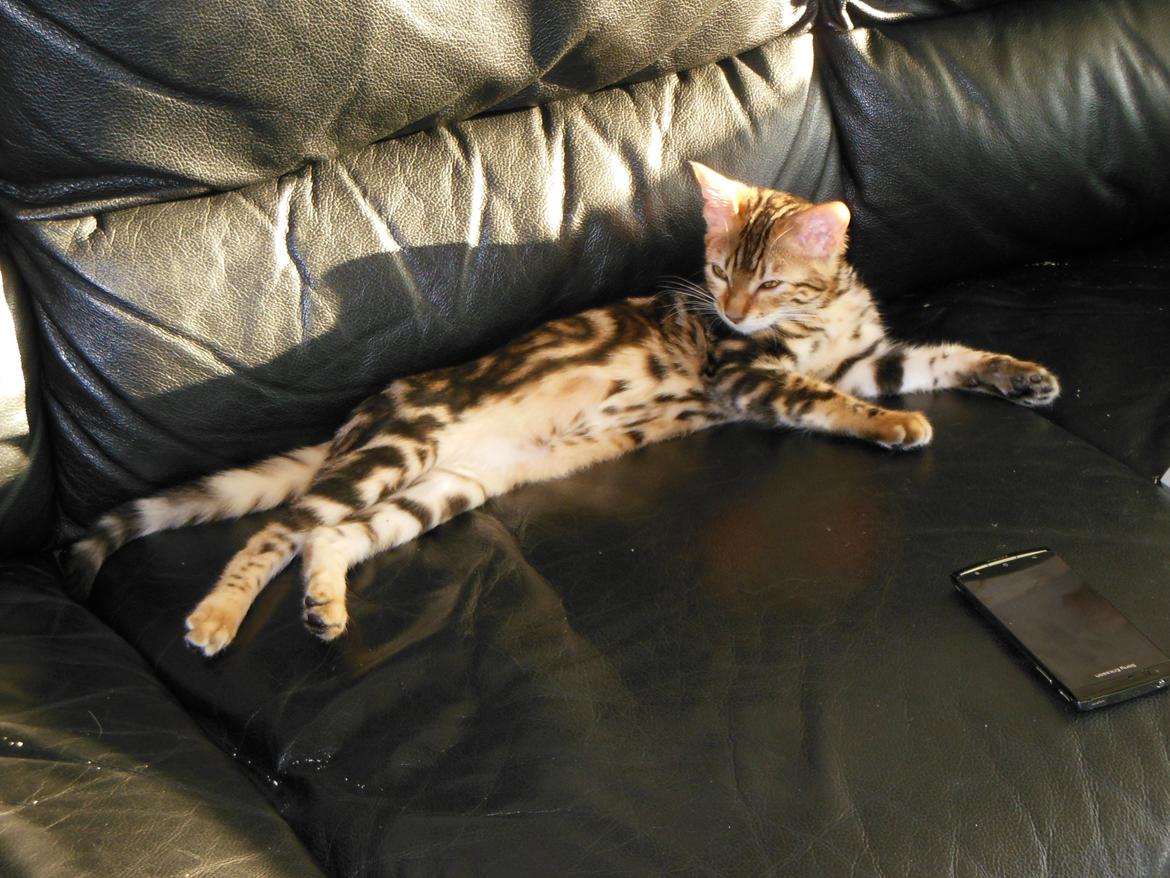 Bengal Luca billede 10