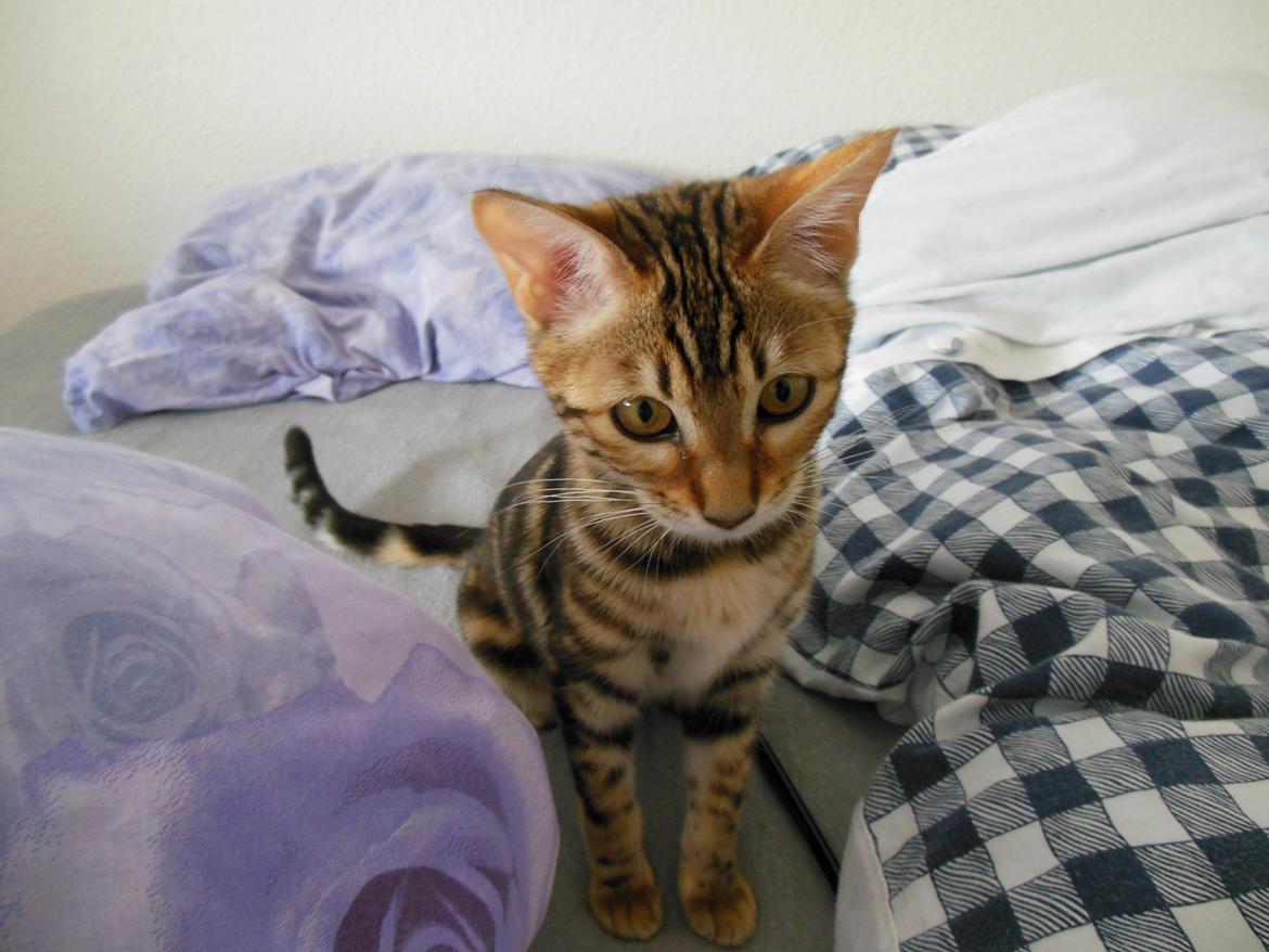 Bengal Luca billede 11