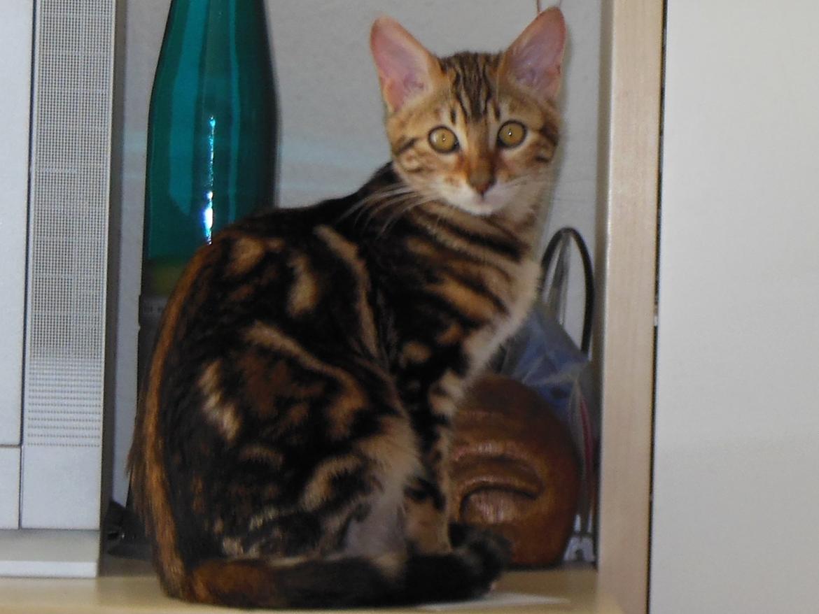 Bengal Luca billede 12