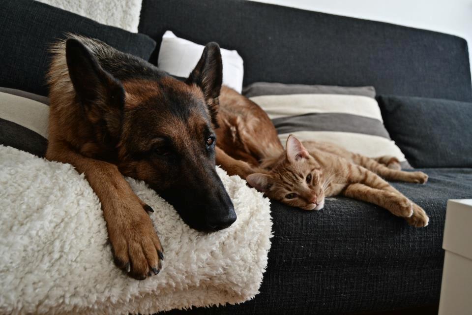 Blanding af racer Zeus billede 2