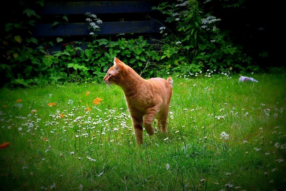 Blanding af racer Zeus billede 3