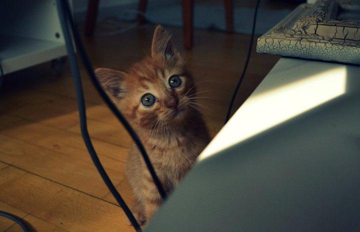 Blanding af racer Zeus billede 1