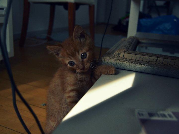 Blanding af racer Zeus billede 4