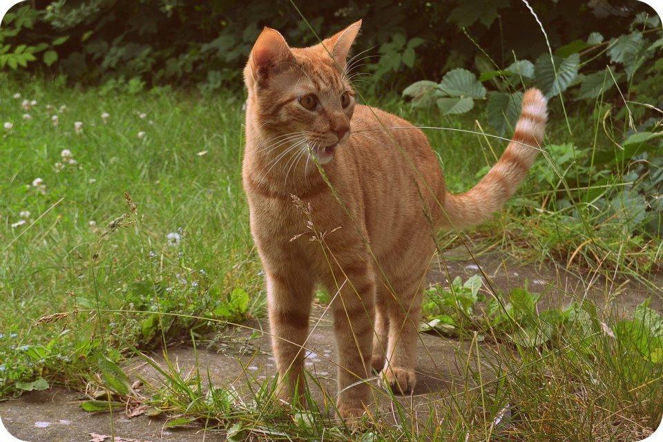 Blanding af racer Zeus billede 5