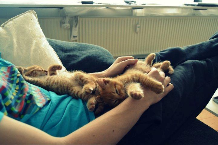 Blanding af racer Zeus billede 7