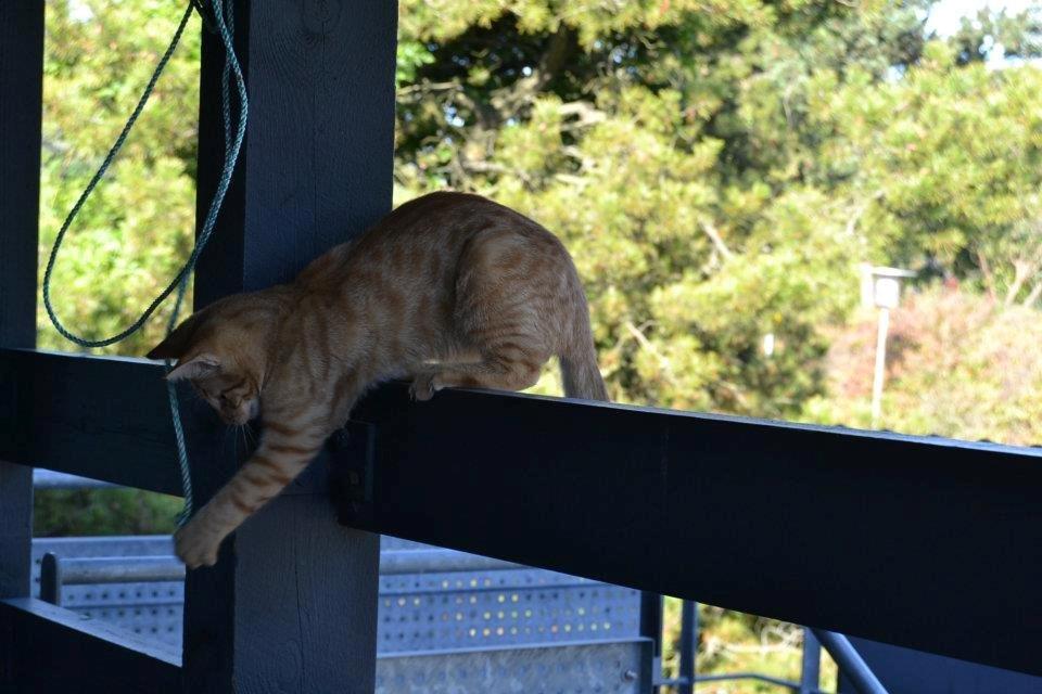 Blanding af racer Zeus billede 10