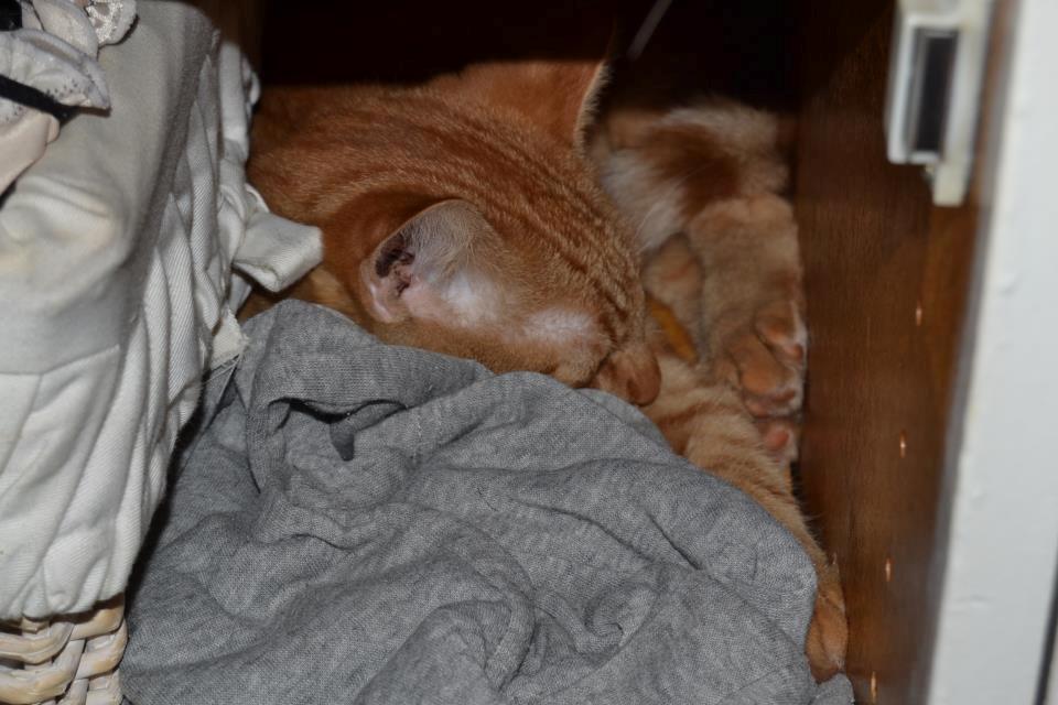 Blanding af racer Zeus billede 11