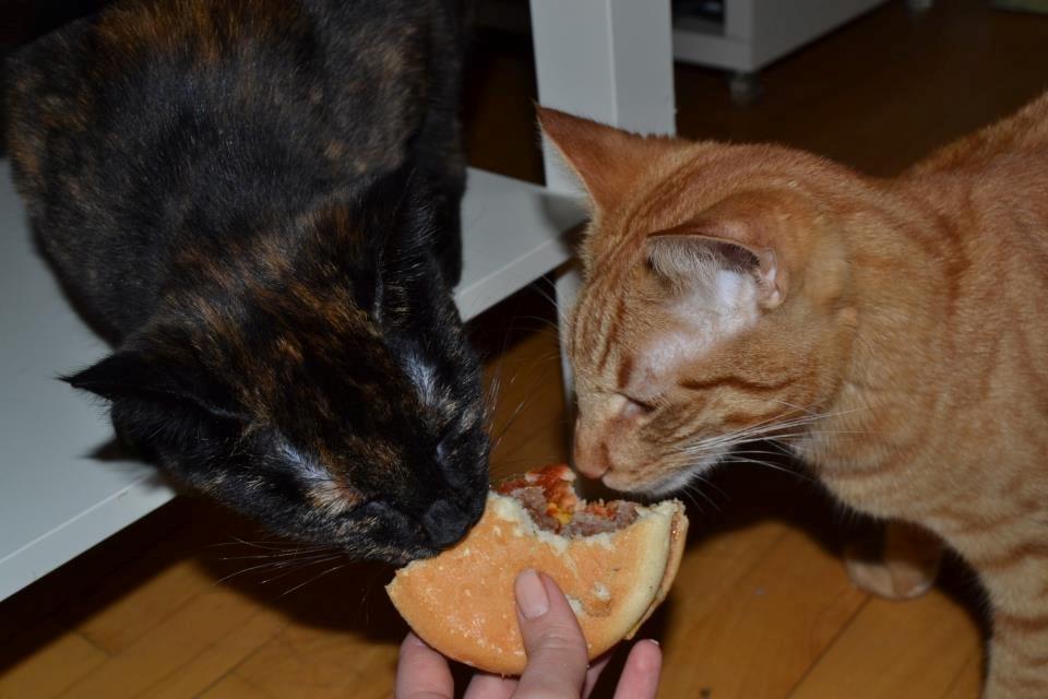 Blanding af racer Zeus billede 12