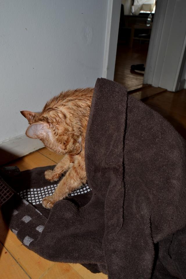 Blanding af racer Zeus - Åh, det var et dejligt varmt bad! billede 13