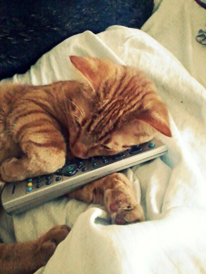 Blanding af racer Zeus billede 14